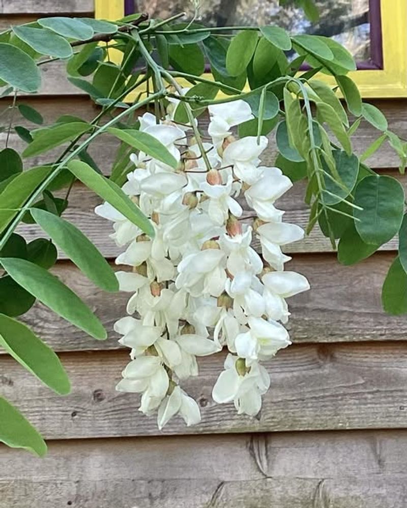 Black Locust Produces Strong Sweet Blossoms Similar To Orange Blossom