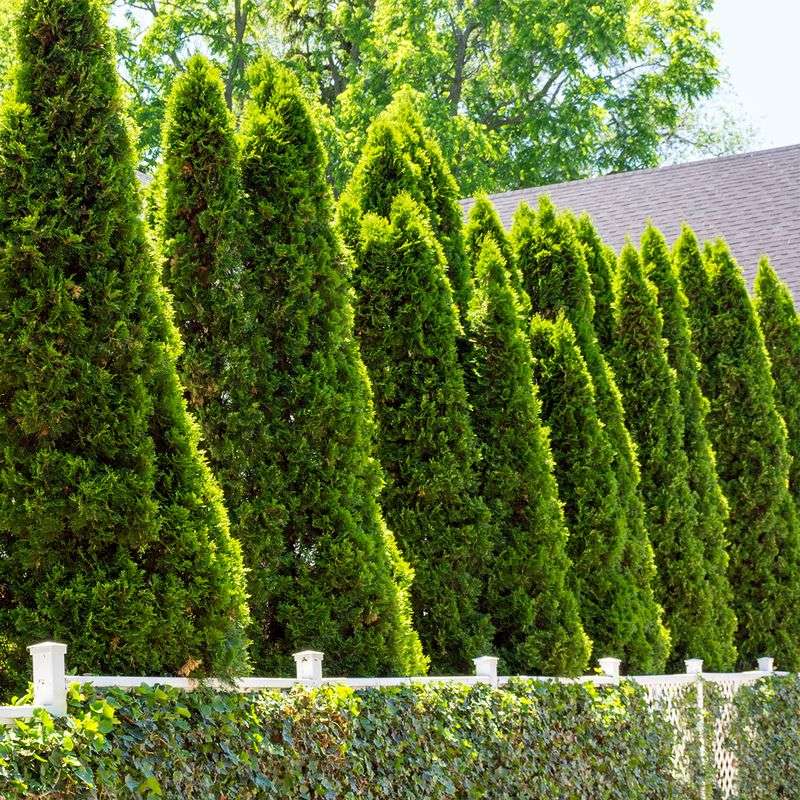 Compact Arborvitae Adds Structure Without Bulk