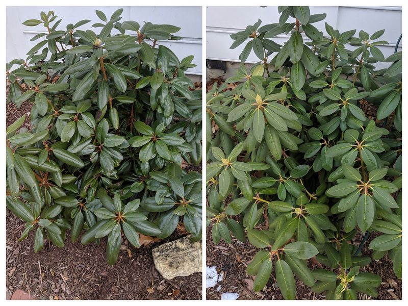 Rhododendron Struggles Fast When Ohio Drainage Falls Short