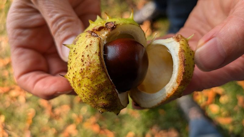 Horse Chestnut (Aesculus Hippocastanum)