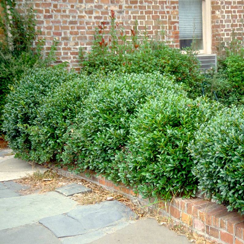 Carissa Holly (Ilex cornuta 'Carissa')