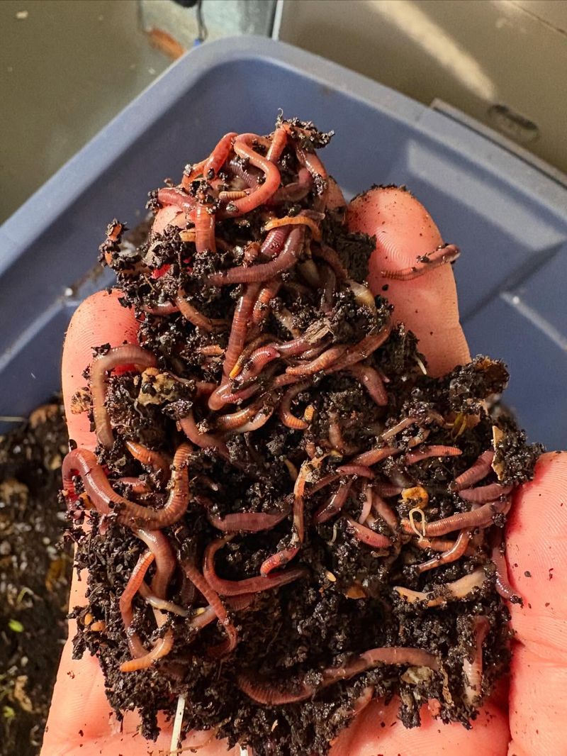 Earthworms And Soil Life Are Active Near The Surface