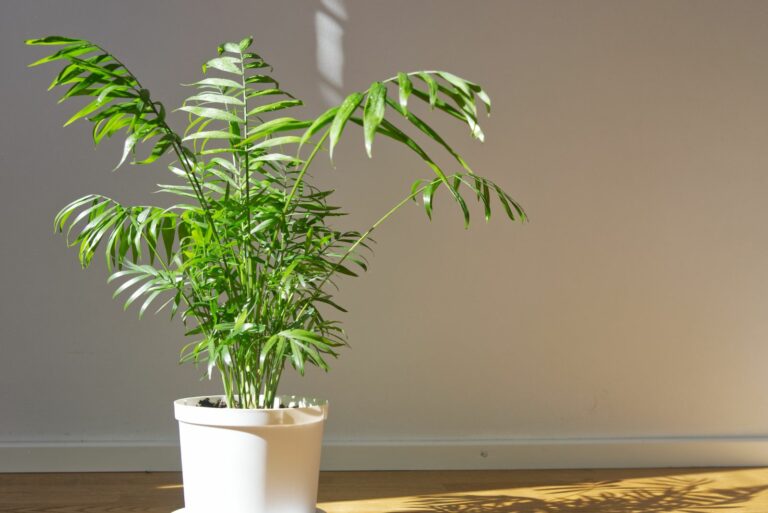 parlor palm