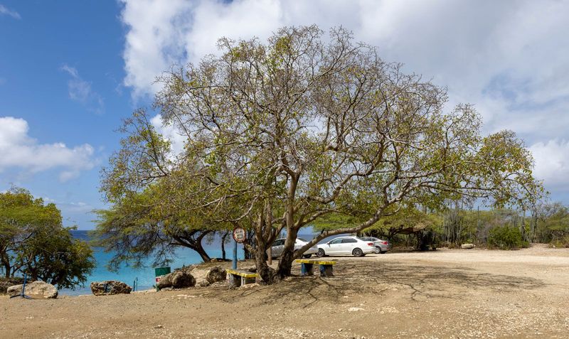 Meet The Manchineel Tree, South Florida's Most Toxic Threat