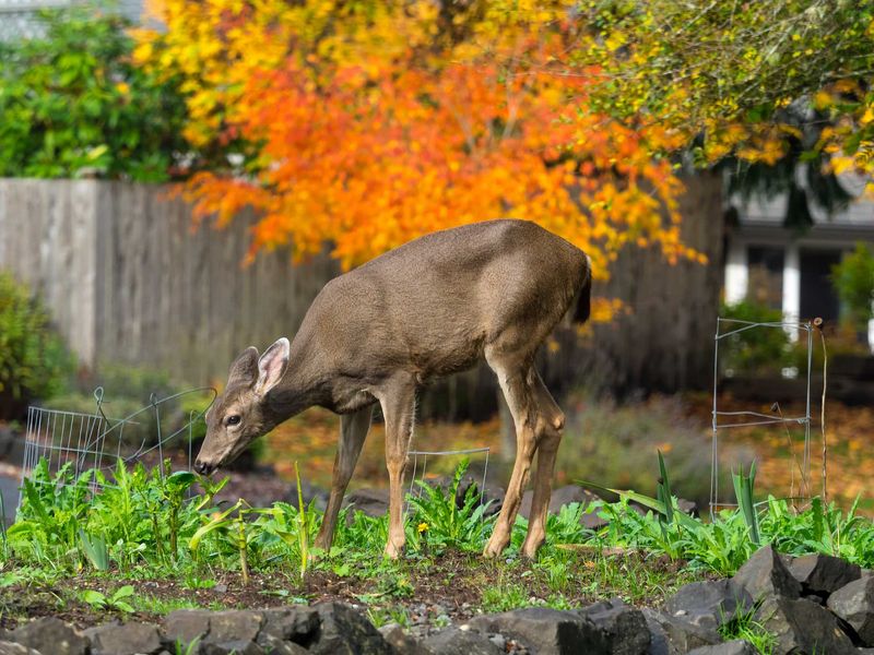 Garden Crops Attract Deer From June Through September