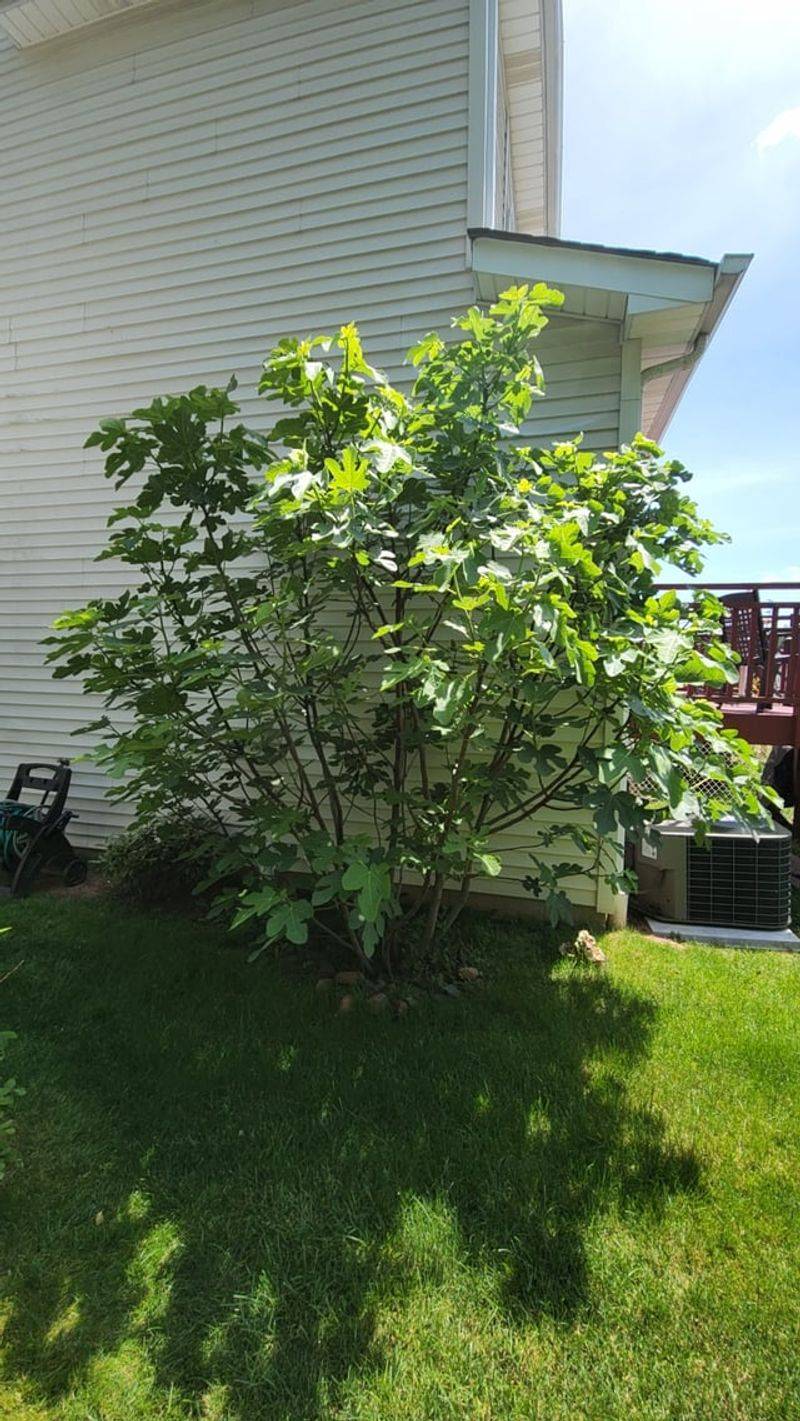 Too Much Shade Can Mean Plenty Of Leaves And Few Figs