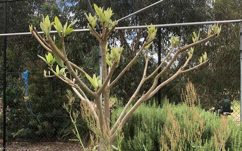 Overgrown Mango Trees Need Selective Pruning Before Spring