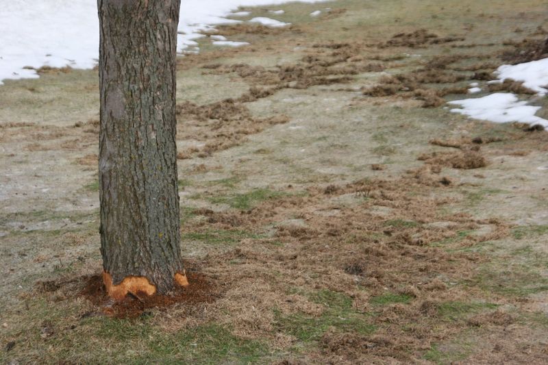 Damage Is Often Missed Until Spring Growth Fails