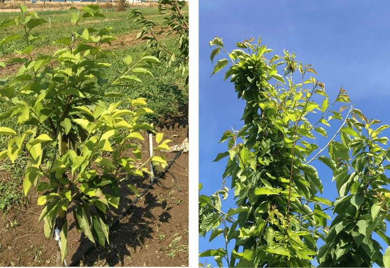 Nutrient Imbalances Affect Flower Retention