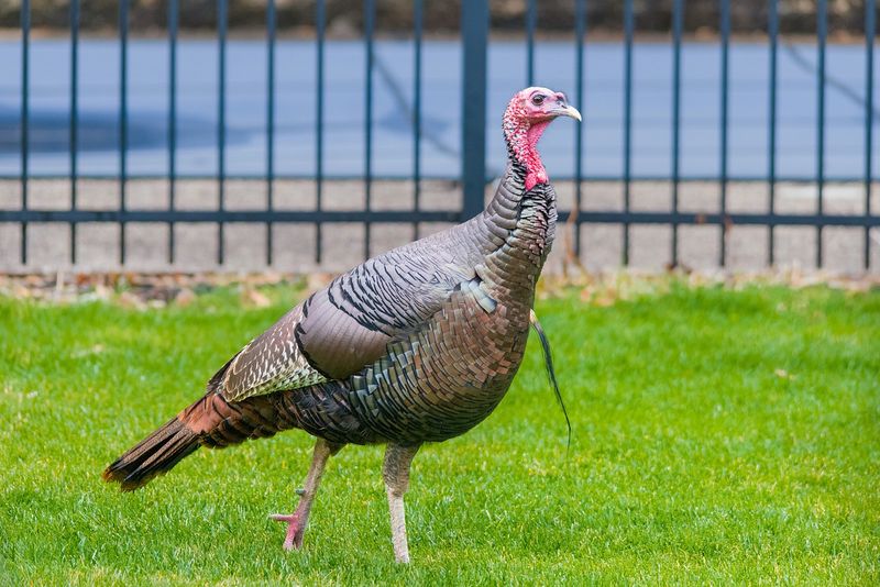 Increased Human-Turkey Tolerance And Coexistence