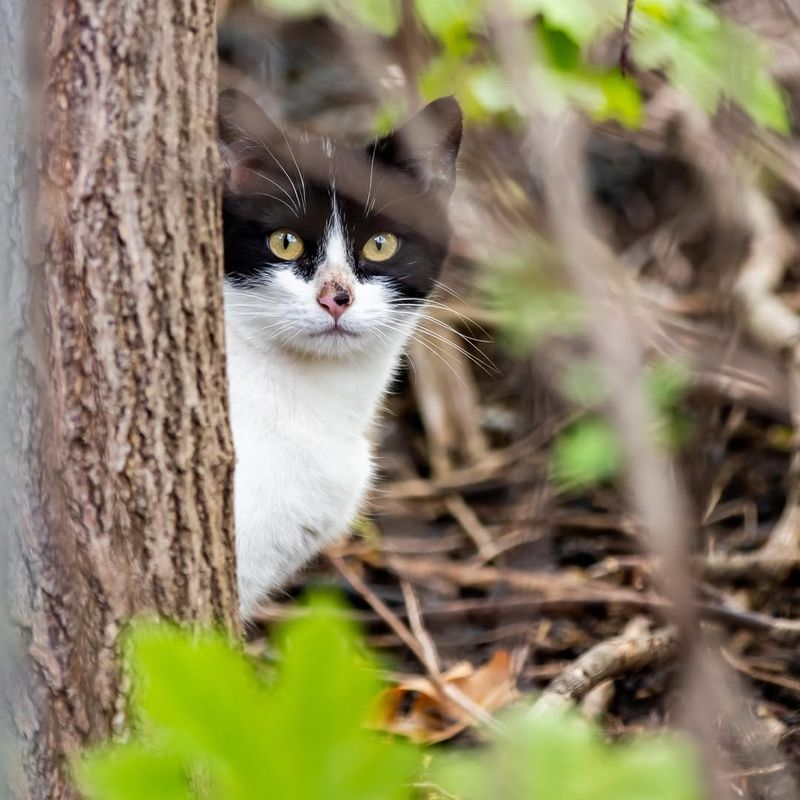 Outdoor Cats And Other Predators Are Scaring Birds Away