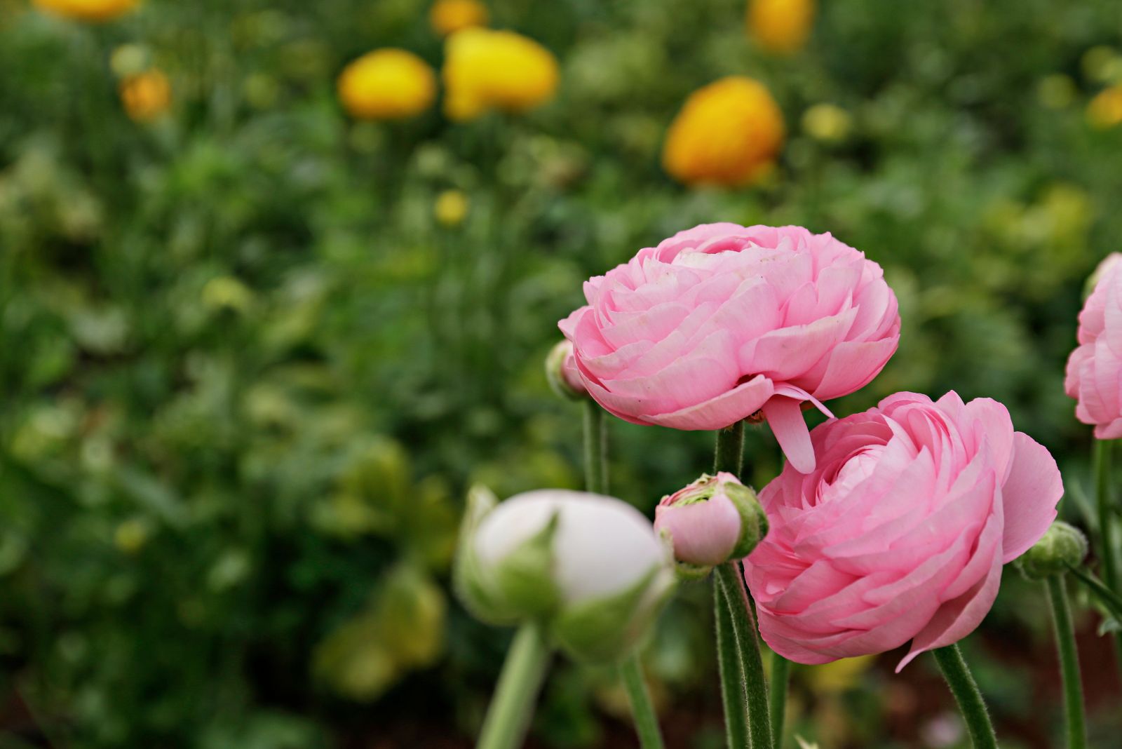 Ranunculus