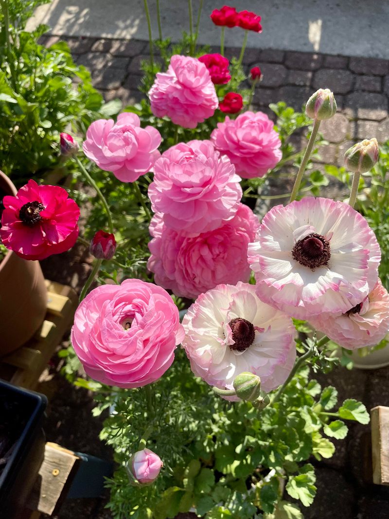 Why Ranunculus Are Perfect For Texas Gardens?