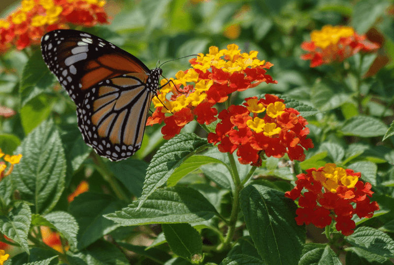 Lantana Brings Bright Flowers And Attracts Pollinators