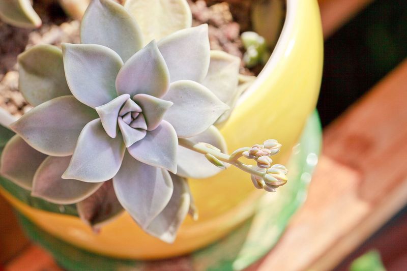 Ghost Plant (Graptopetalum)
