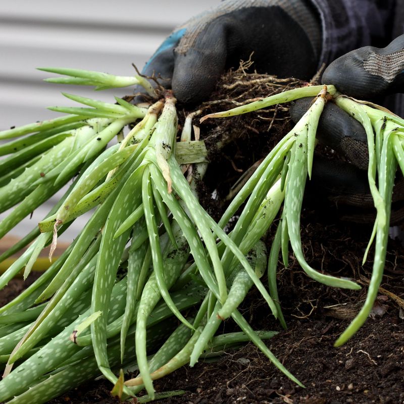 Aloe Vera Produces Pups That Grow Into New Plants