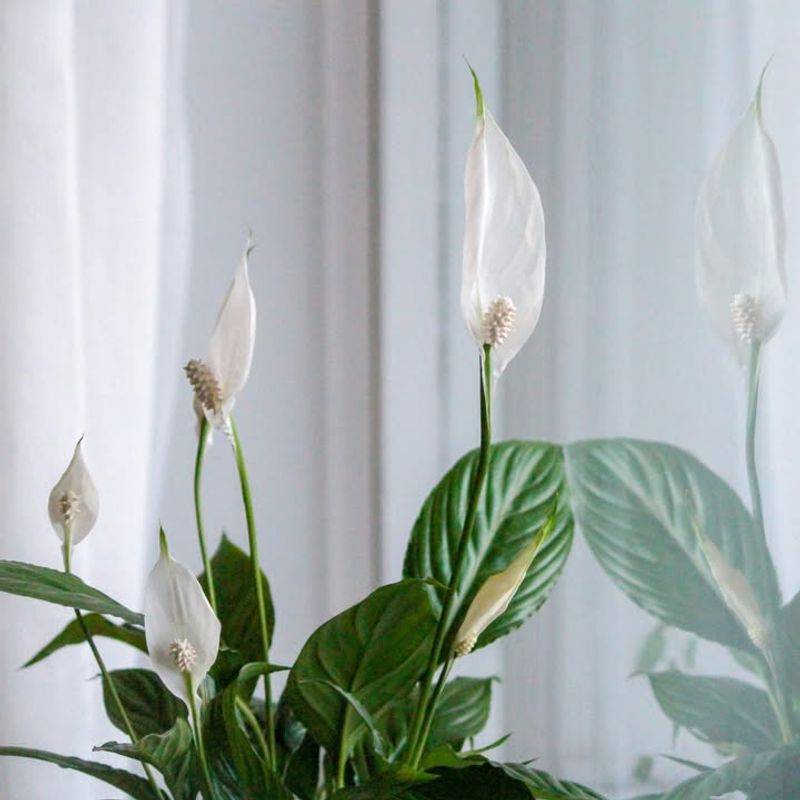 Peace Lily Brings Glossy Leaves And Soft White Blooms