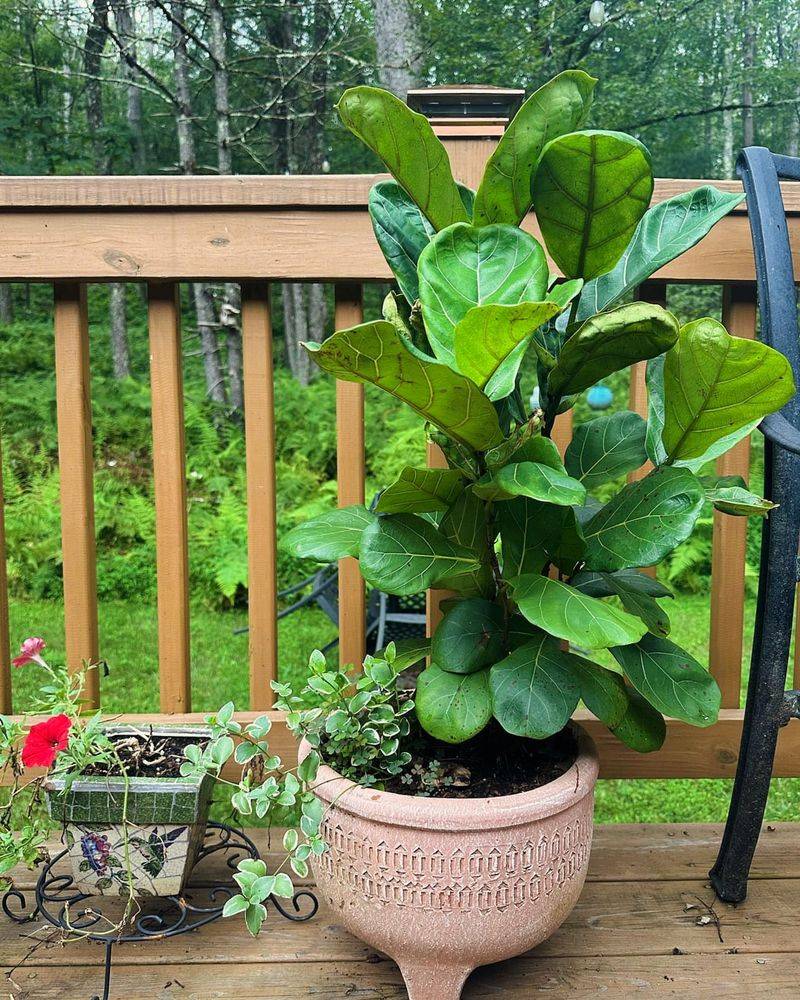 Fiddle Leaf Fig Needing More Root Room As Days Lengthen