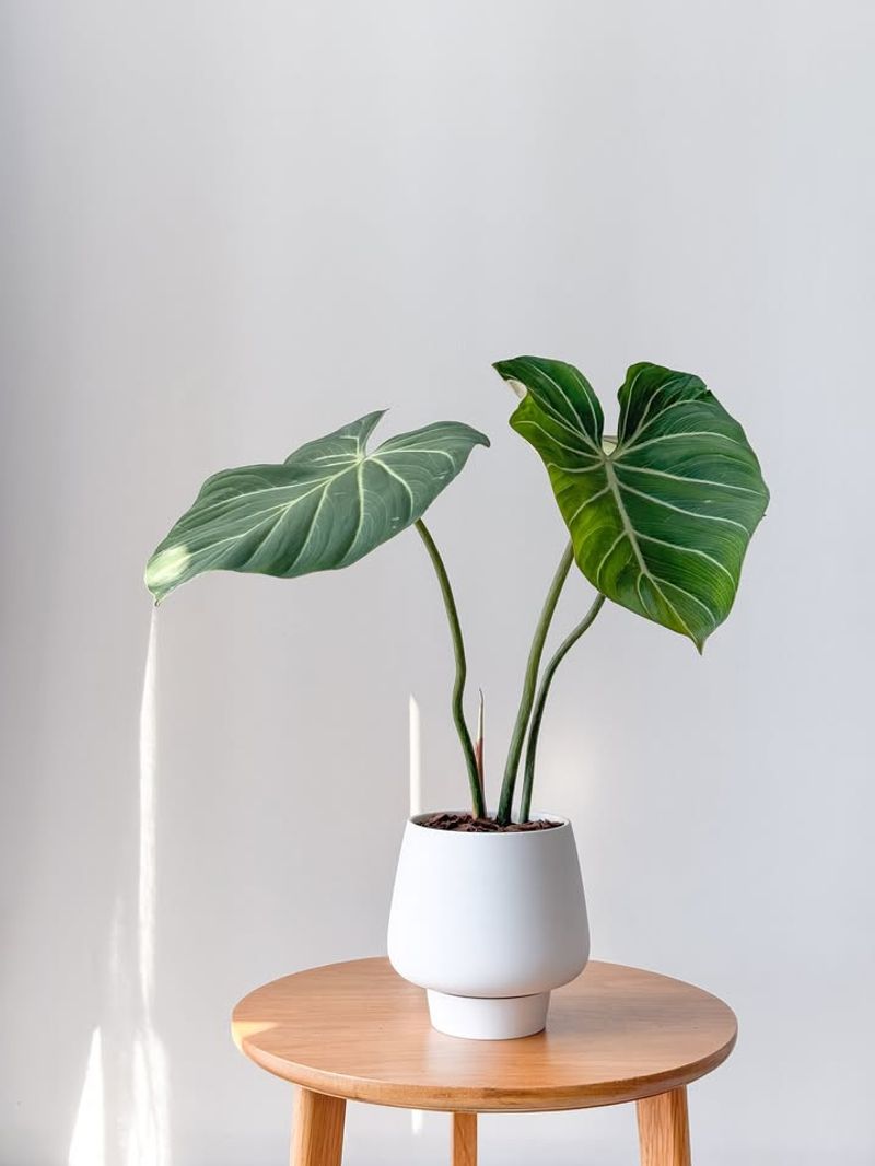 Philodendron The Versatile Indoor Staple