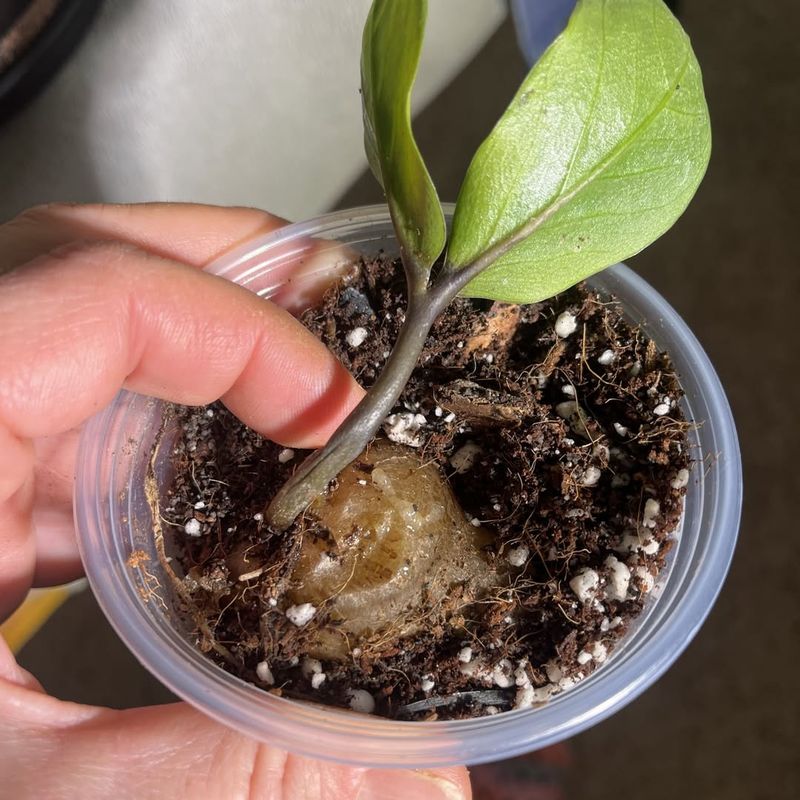 Thick Underground Roots Help The Plant Store Water
