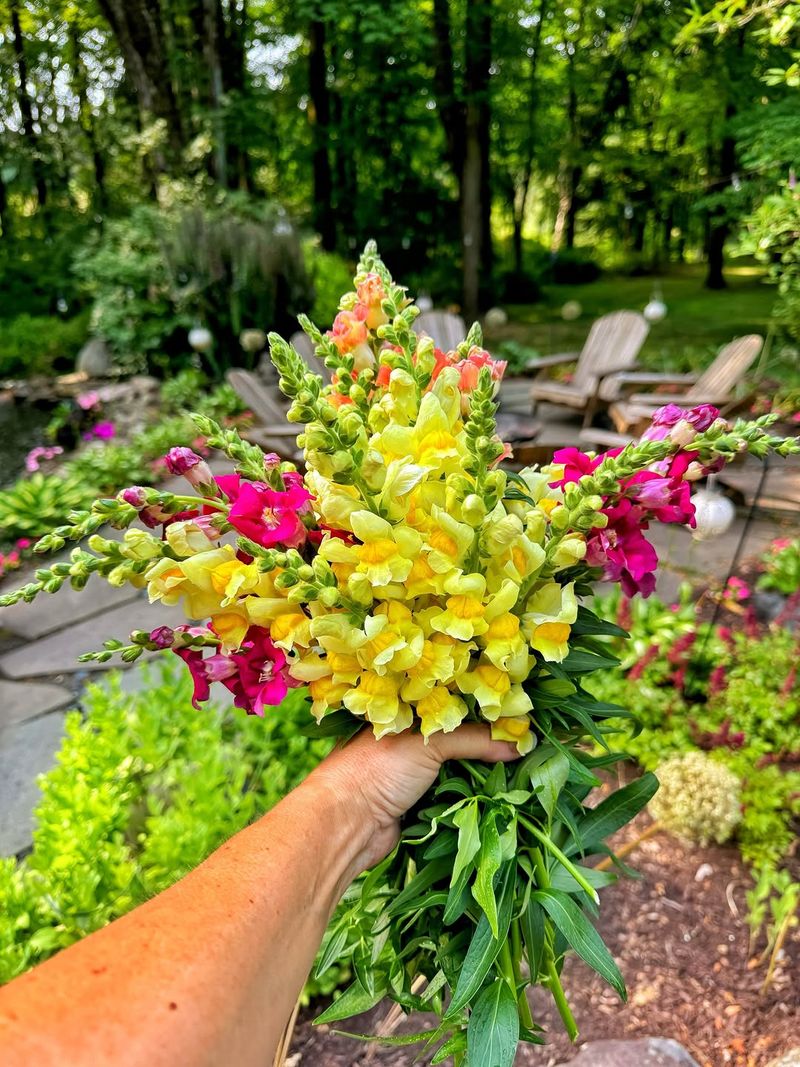 Snapdragons
