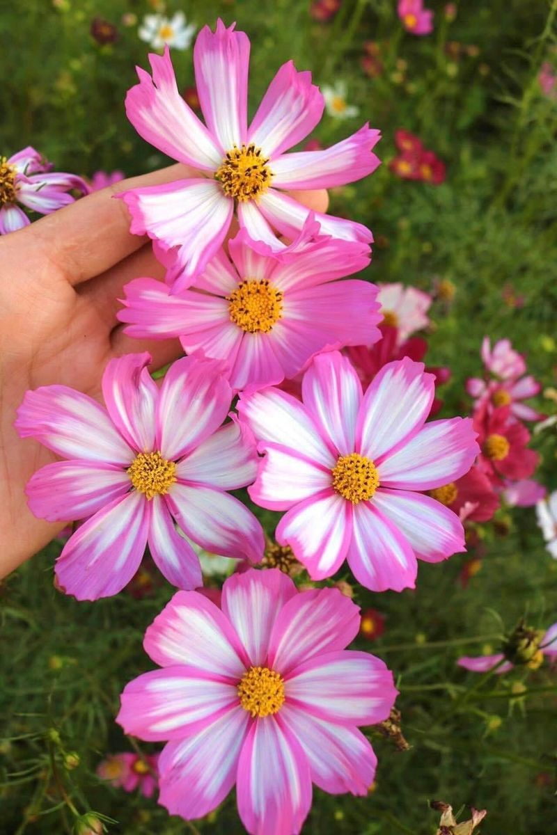 Cosmos Seeds With Delicate, Colorful Flowers