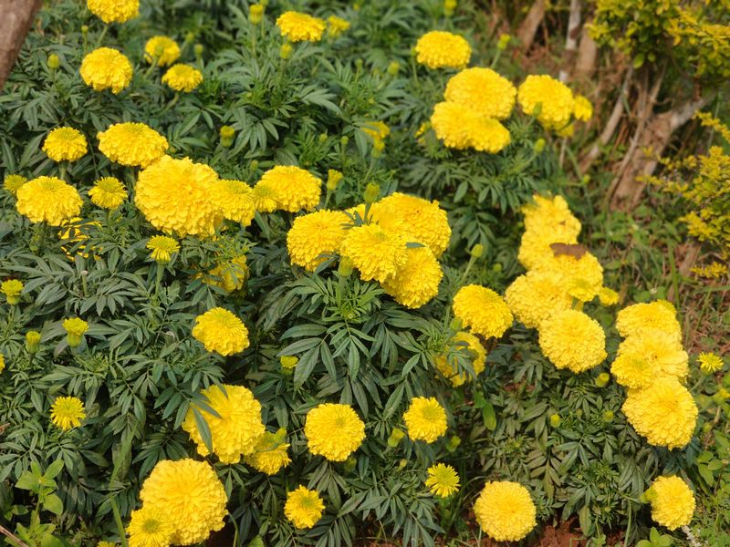 Marigolds Add Reliable Blooms And Easy Care To Garden Beds
