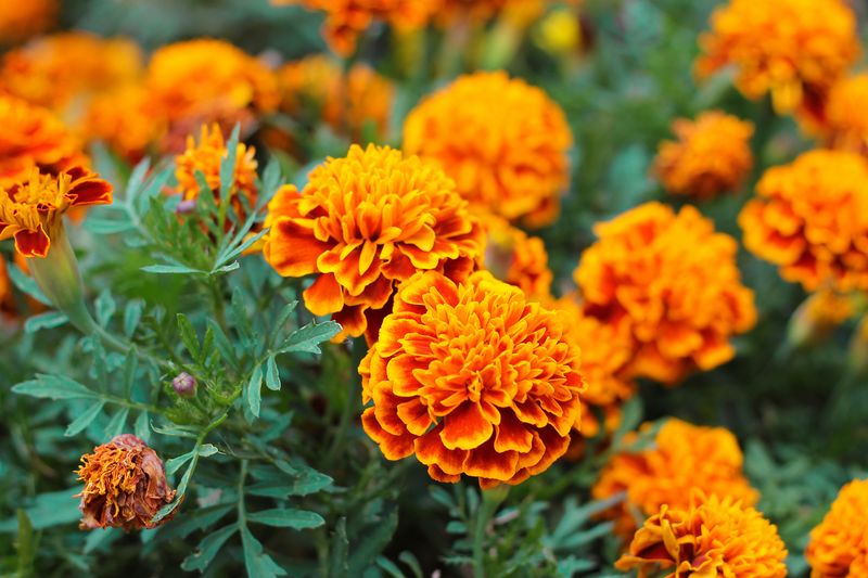 Marigolds Earn Their Spot In Florida Gardens