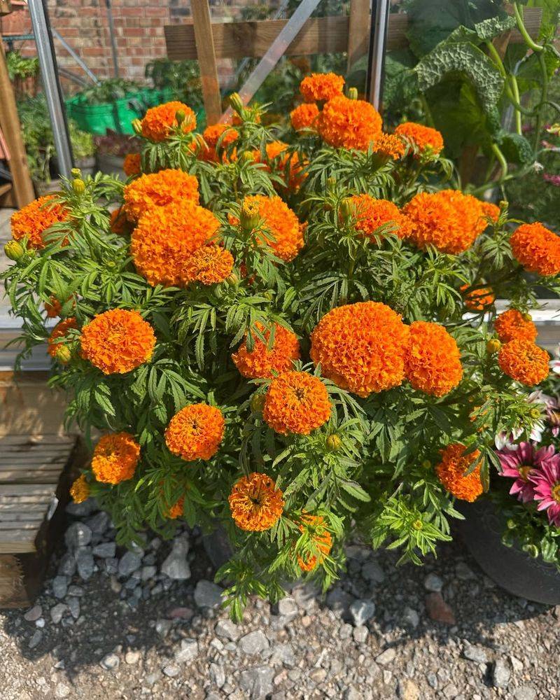 Marigolds Grow Quickly From Transplants In Spring