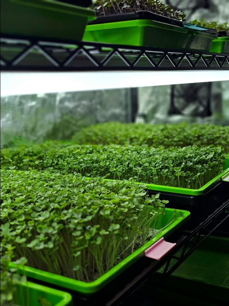 Microgreens Grow Indoors Year Round With Short Harvest Cycles