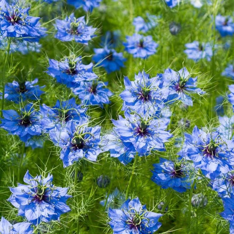 Nigella For Unique, Frilly Flowers