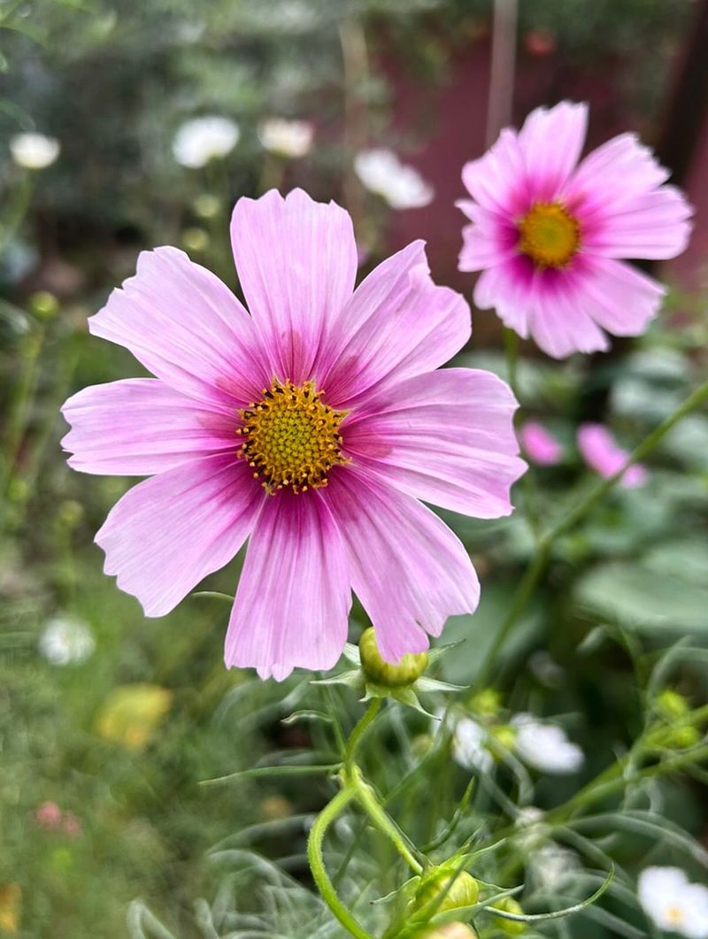 Cosmos Establish Easily In March And Keep Blooming Into Summer
