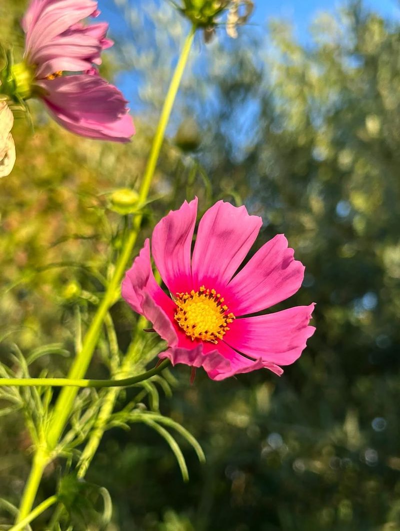 Cosmos Handle Cool Starts And Heat Later