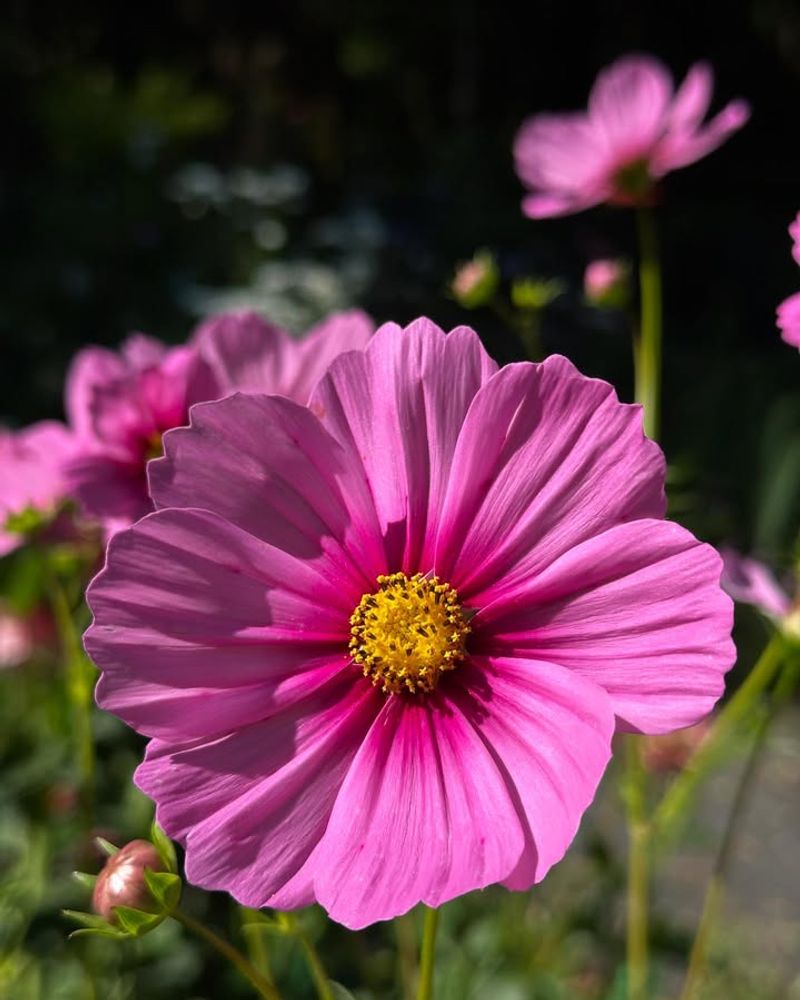 Cosmos Attract Butterflies With Open Daisy-Like Flowers