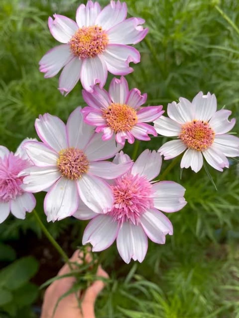 Cosmos Seeds Sprout Faster Once Temperatures Rise