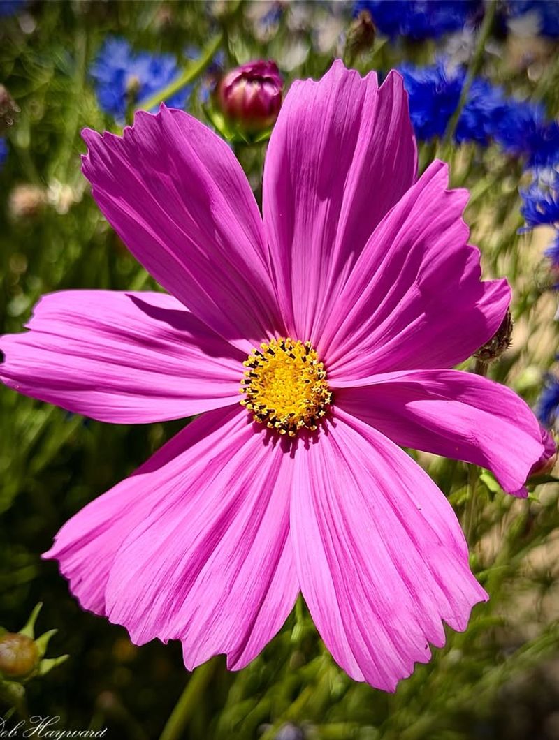Cosmos With Delicate, Airy Flowers