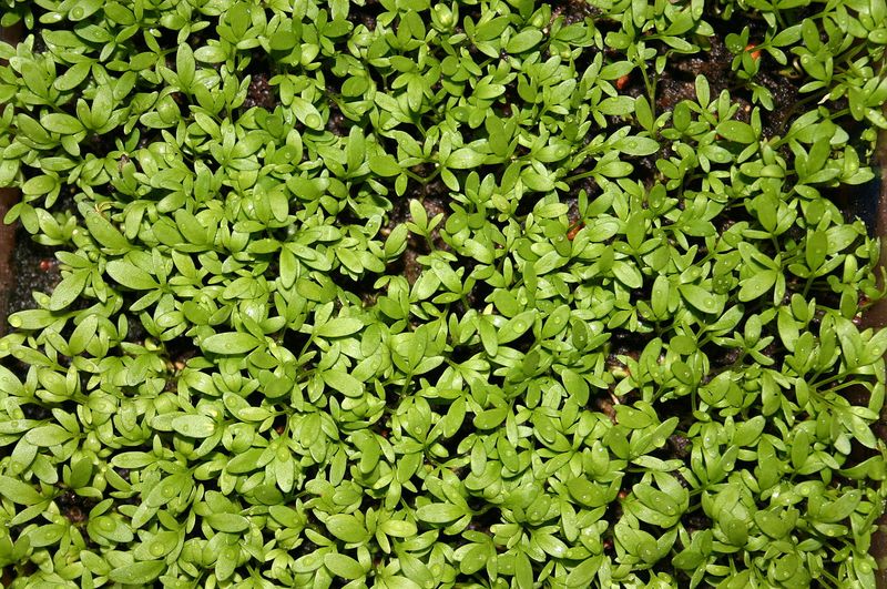 Cress (Lepidium Sativum)
