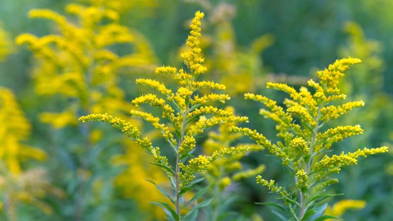 Goldenrod (Solidago)