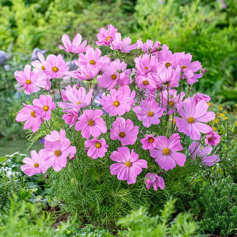 Cosmos (Cosmos Bipinnatus)