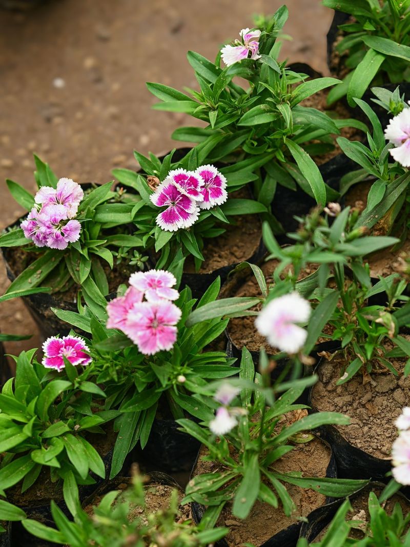 These Flowers Brighten Any Garden