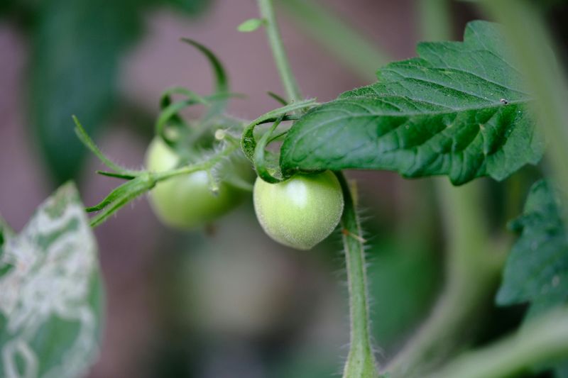 Tomatoes Benefit From Florida's Early Warm-Season Planting Window