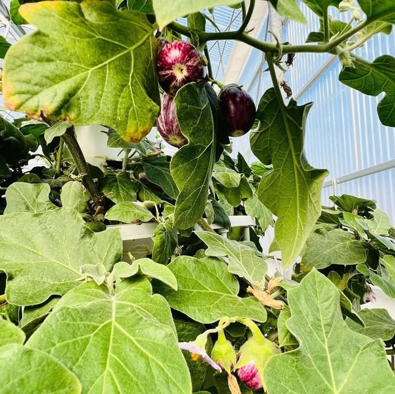 Eggplant Performs Best When Transplanted Into Warm Soil