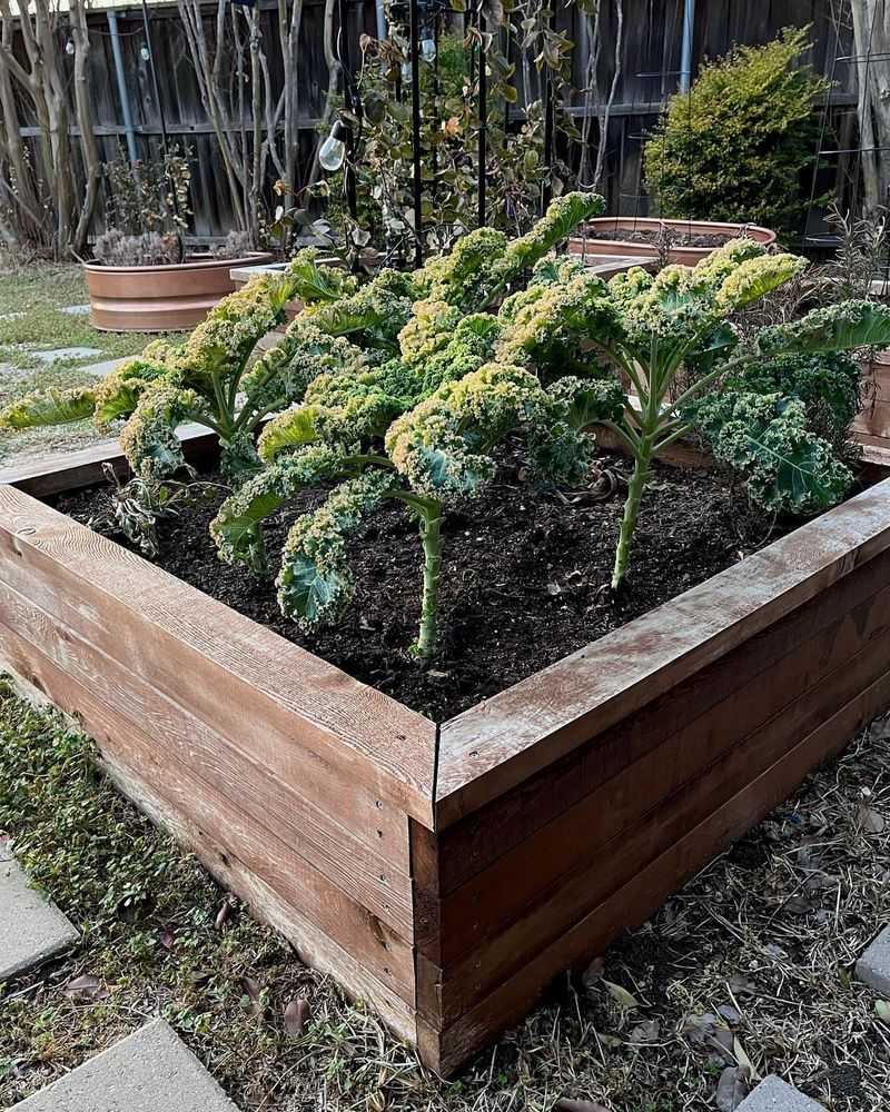 Kale Tough Leaves Full Of Goodness