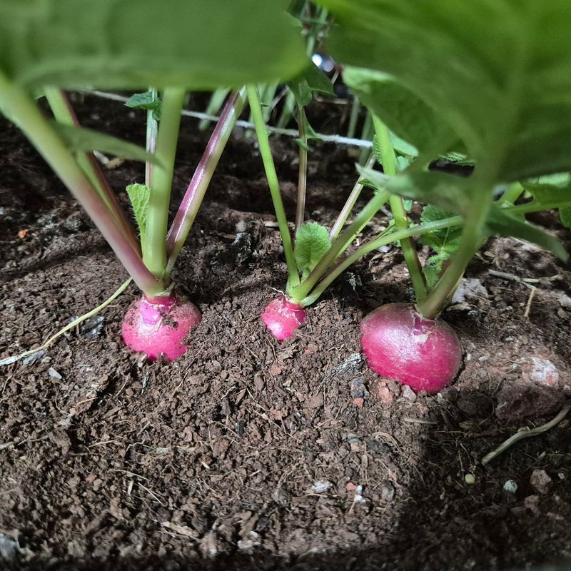 Radishes Are Ready Before You Expect Them