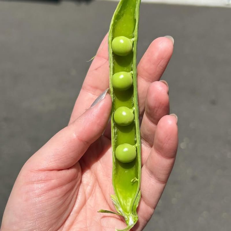 Peas
