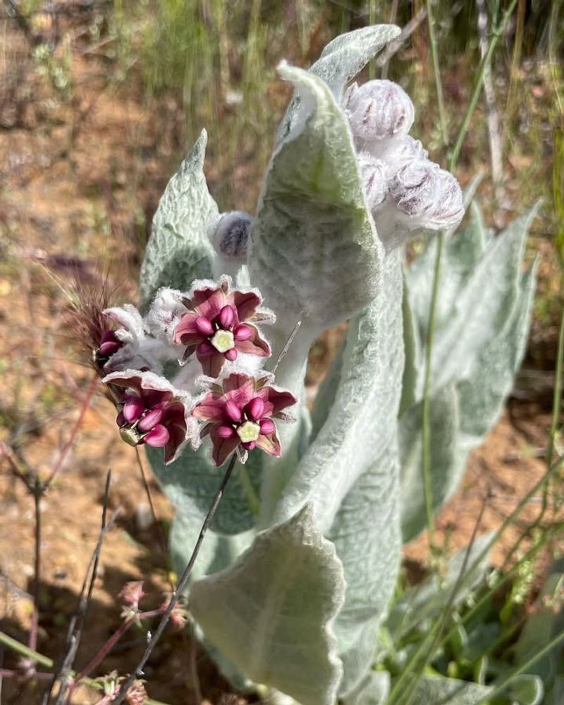 California Milkweed Brightening Gardens And Supporting Monarchs