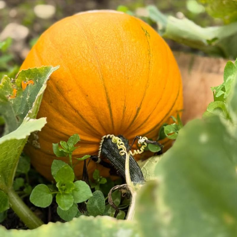 Pumpkins Ready For Fall Magic