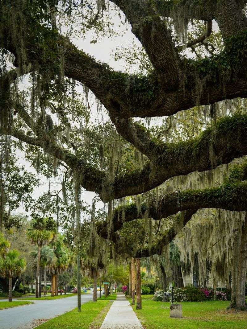 8 Beautiful Shade And Flowering Trees That Thrive In Georgia Lawns ...
