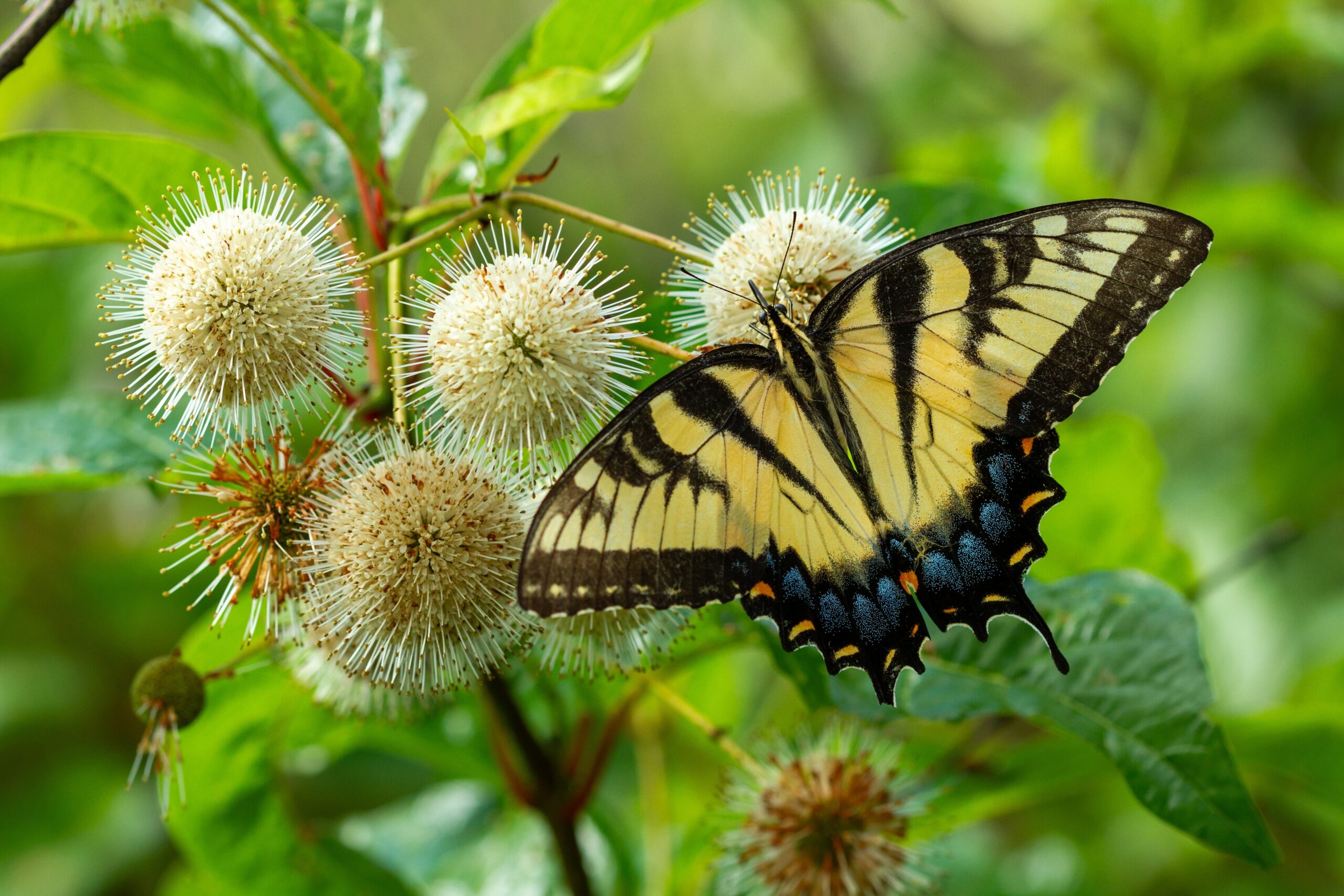 plant (featured image)