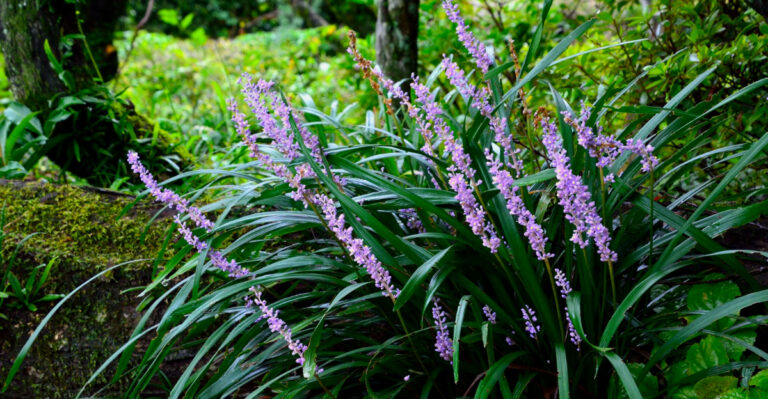 10 Beautiful Plants That Grow Well Under Trees In Georgia